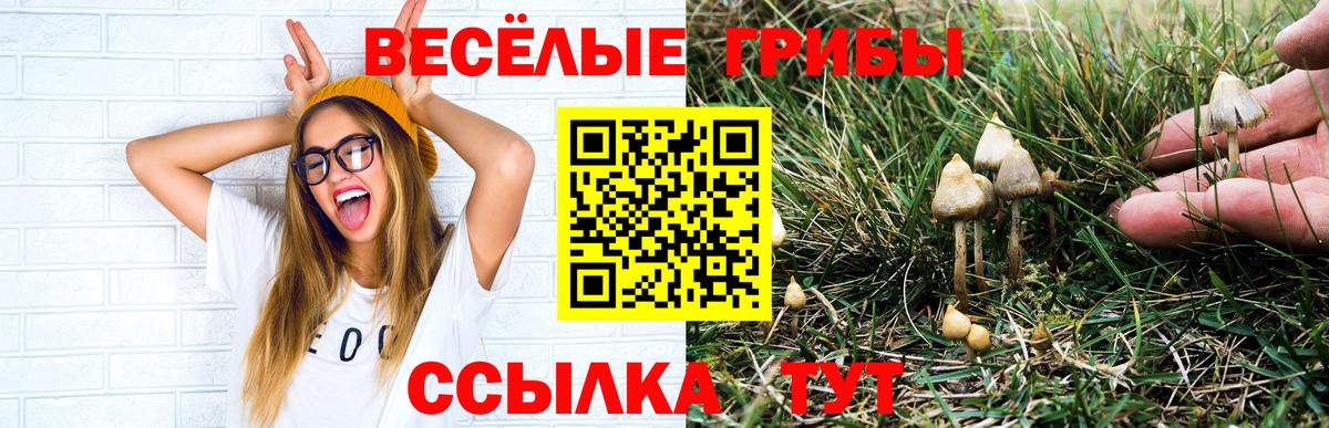 Георгиевск  Псилоцибиновые грибы мицелий  Вход с VPN  где можно купить наркотик  Галлюциногенные грибы прущие грибы 
